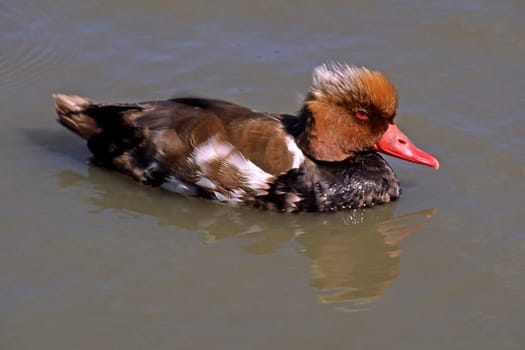 Red-crested duck,Netta rufina (male)