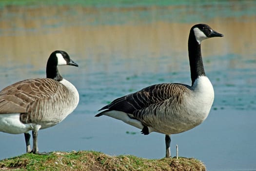 Canada goose,Branta canadensis
