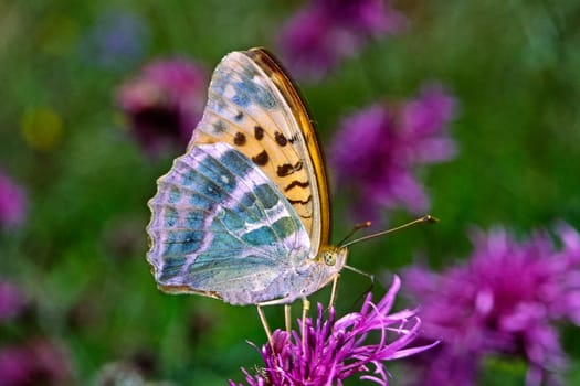 Argynnis paphia,Emperor's mantle