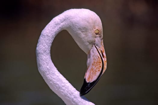 Flamingo,Phoenicopterus ruber