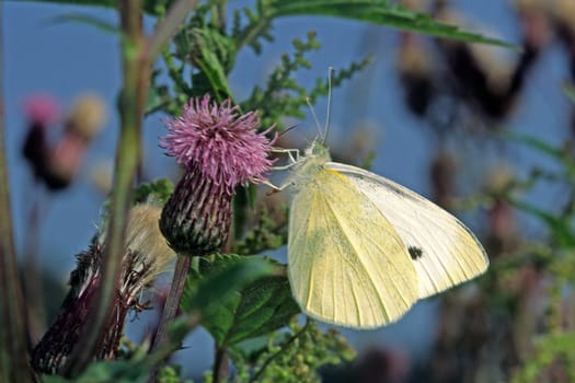 Pieris rapae,Lesser cabbage white on thistle