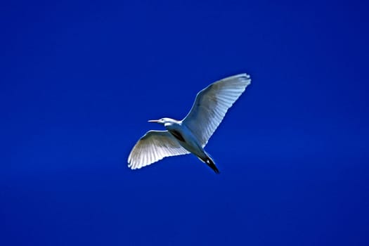 Cattle Egret,Ardeola ibis (aerial image)