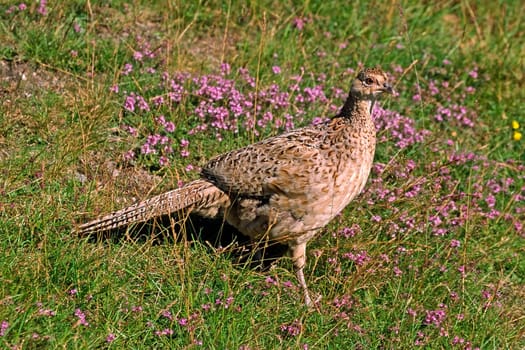 Pheasant,Phasianus colchicus (female)
