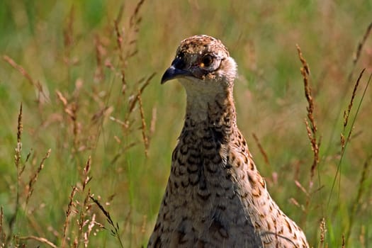 Pheasant,Phasianus colchicus (female)