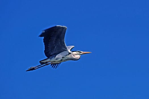 Grey Heron,Ardea cinerea (aerial image)