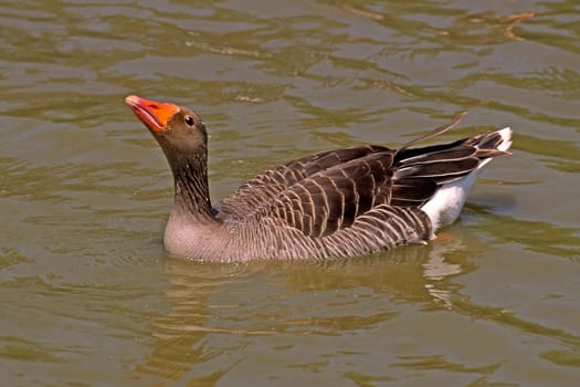 Greylag Goose,Anser anser