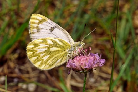 Pontia callidice,Alpine white