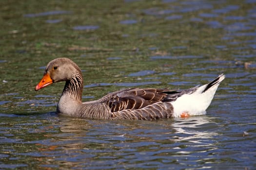 Greylag Goose,Anser anser