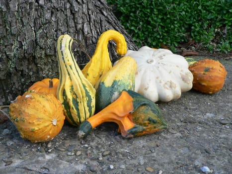 Pumpkin mixture
