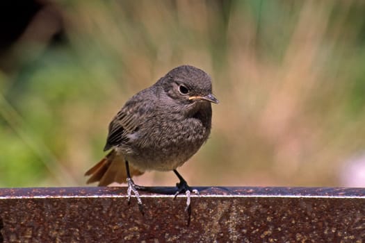 Redstart,Phoenicus ochruros