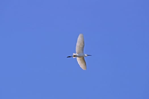 Little Egret,Egretta garzetta (aerial image)
