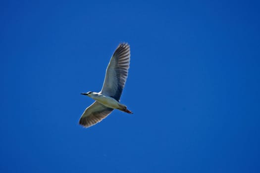 Night Heron,Nycticorax nycticorax (Flight