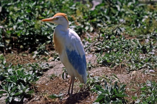 Great Egret,Ardeola ibis