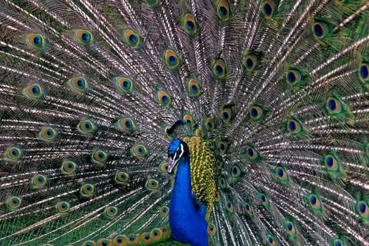 Peacock Male