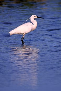 Little Egret,Egretta garzetta