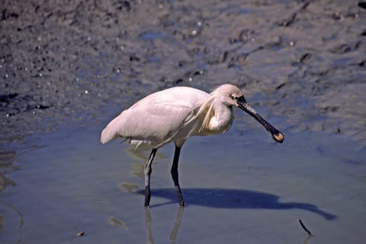 Löffler,Platalea leucorodia