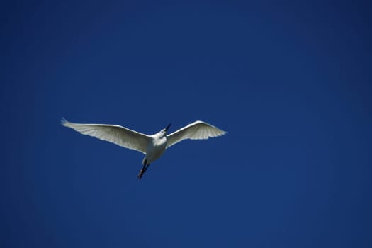 Little Egret,Egretta garzetta (aerial image)