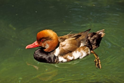 Red-crested duck,Netta rufina,male