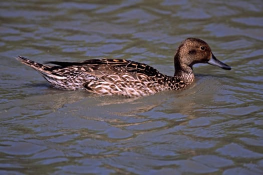 Pintail,Anas acuta (female)