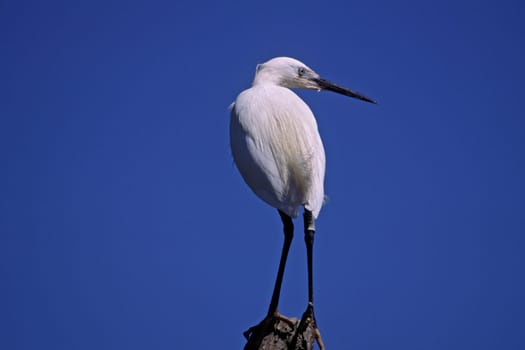 Little Egret,Egretta garzetta