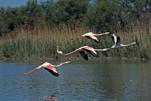 Flamingo,Phoenicopterus ruber (aerial image)