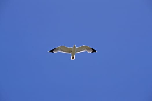 Gull,Larus argentatus (aerial image)