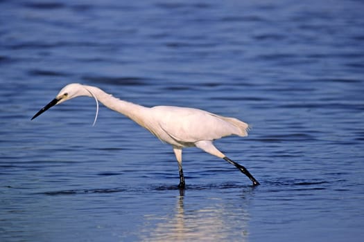 Little Egret,Egretta garzetta