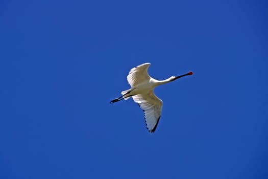 Löffler,Platalea leucorodia (aerial image)