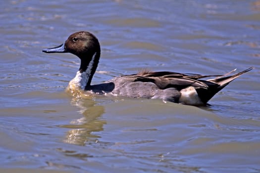 Pintail,Anas acuta (male)
