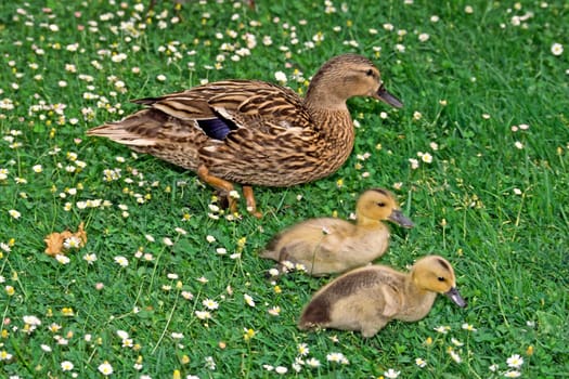 Mallard,Anas platyrhynchos (females with young)