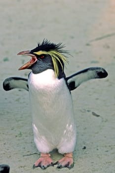 Little Penguin