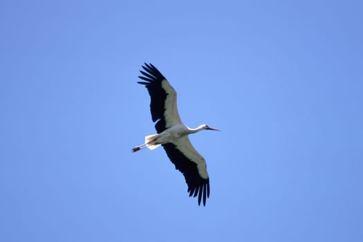 White stork,Ciconia ciconia (aerial image)