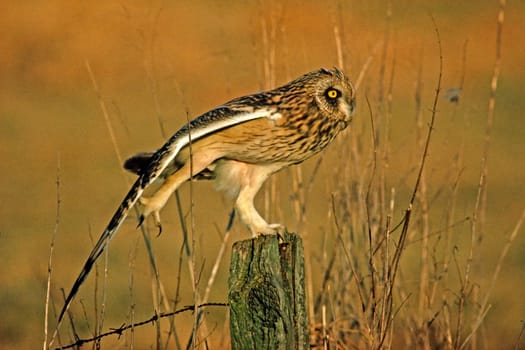 Short-eared owl,Asio flammeus