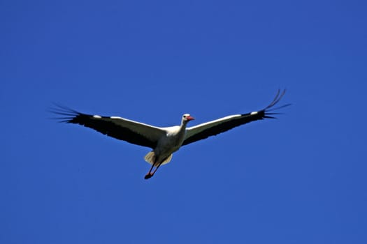 White stork,Ciconia ciconia (aerial image)