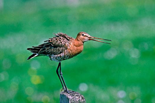 Black-tailed godwit,Limosa limosa