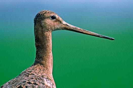 Black-tailed godwit,Limosa limosa