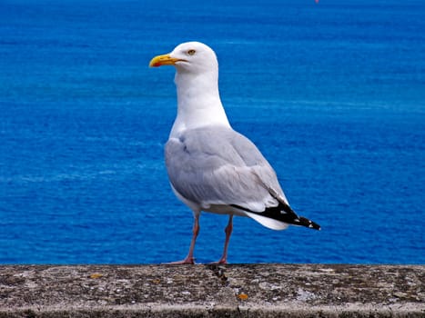 Gull,Larus argentatus