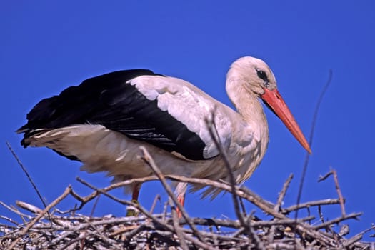 White stork,Ciconia ciconia