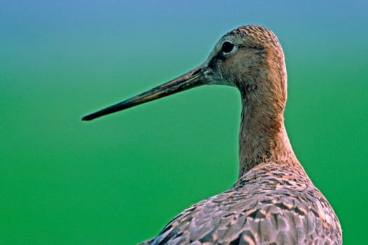 Black-tailed godwit,Limosa limosa