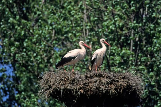 White stork,Ciconia ciconia on the nest