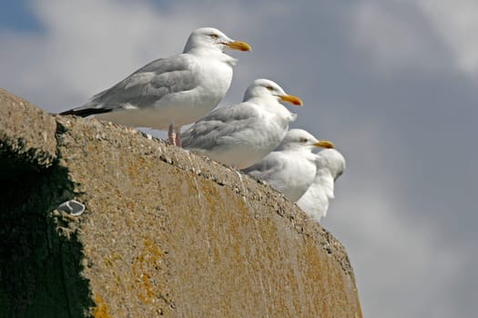 Gull,Larus argentatus