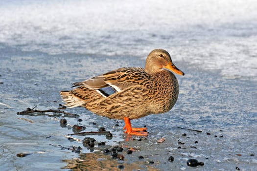 Mallards (females),Mallards,Pond,pool