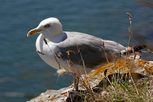 Gull,Larus argentatus