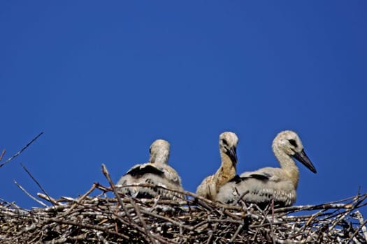 White stork,Ciconia ciconia (juveniles)