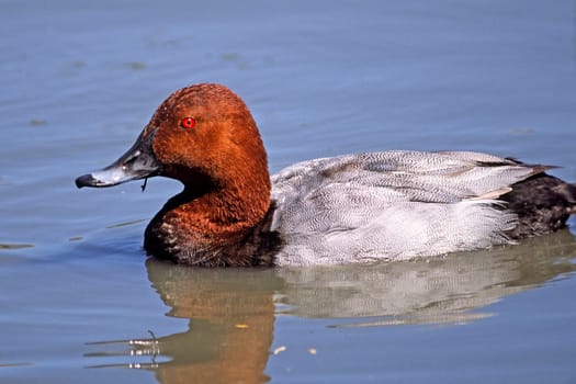 Pochard,Aythya ferina (male)