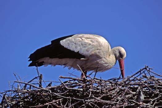 White stork,Ciconia ciconia