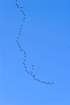 Cranes in migration (aerial image),bird migration