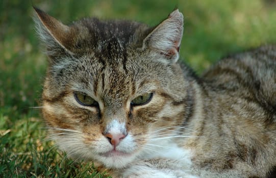 Our Garfield is sometimes quite lazy,but it can also be very poisonous. You should never let him out of your sight...!