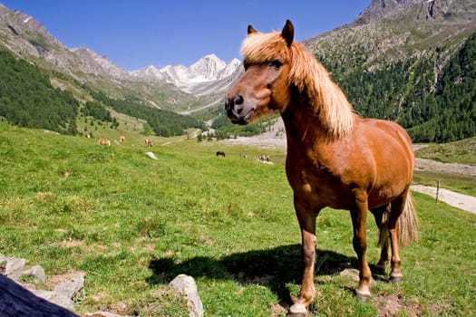 Haflinger