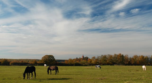In the pasture